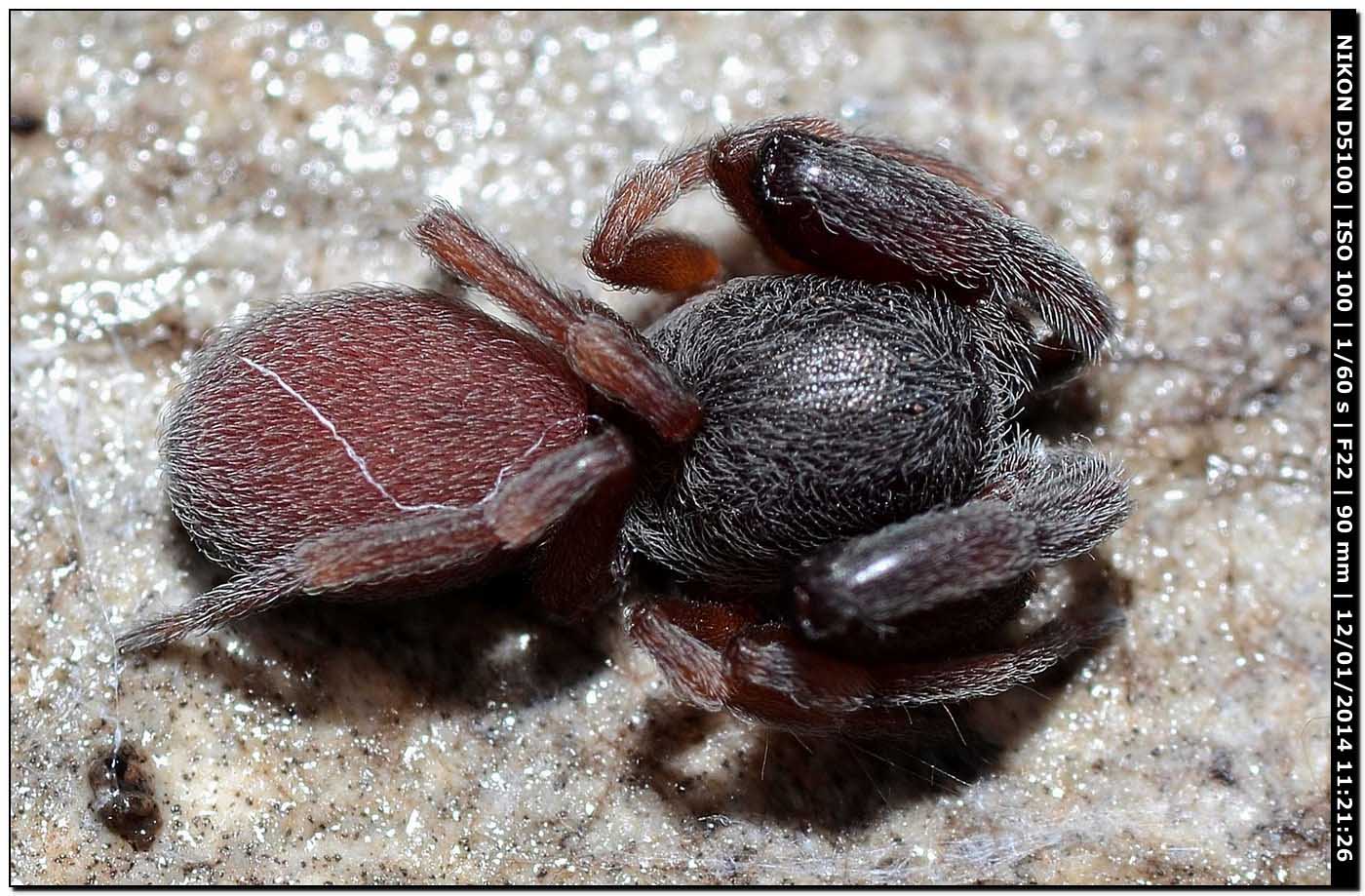 Palpimanus gibbulus - Alghero (SS)